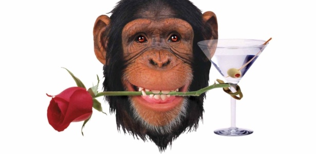 Estudo indica que os chimpanzés também usam ferramentas para obter vantagens sexuais