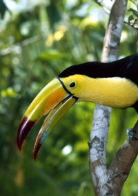 Pássaros que vivem em ambientes quentes, como  o tucano, tendem a possuir bicos maiores