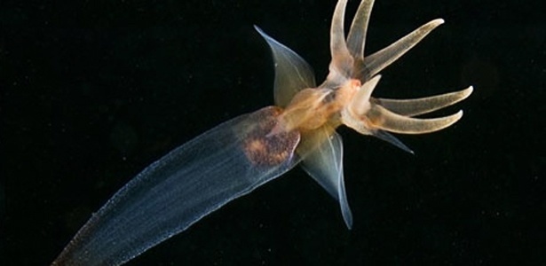 Imagem de lesma marinha conhecida como anjo-do-mar; clique aqui para ver mais