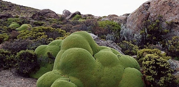 Llareta, espécie encontrada no deserto do Atacama; clique aqui para ver mais fotos