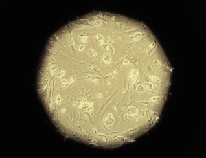 Imagem de célula tronco embrionária no microscópio