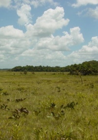 Cerrado do Amapá é uma das áreas que devem ter unidade de conservação no Brasil
