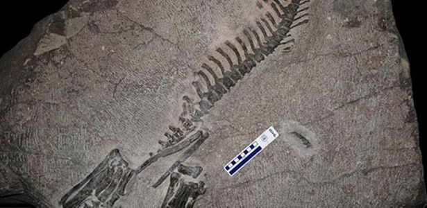 Fóssil do Koreaceratops, encontrado na Coreia do Sul