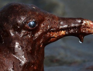 Ave coberta de petróleo derramado pela BP no Golfo do México