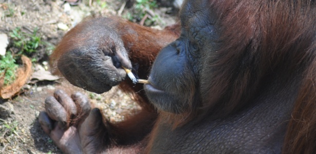 Shirley, um orangotango fêmea de 25 anos, disputa com seu parceiro as pontas de cigarro