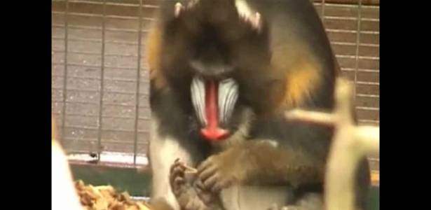 Macaco Madril limpando a unha com uma ferramenta feita de um galho