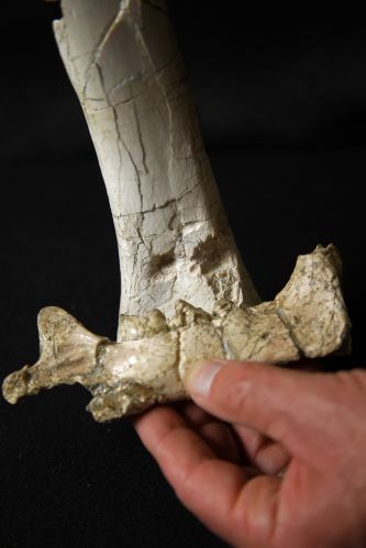 Fóssil encontrado na Califórnia