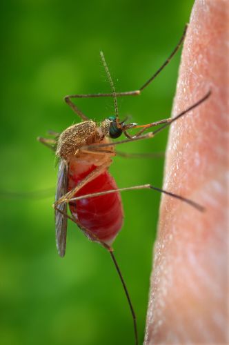 DNA de mosquito