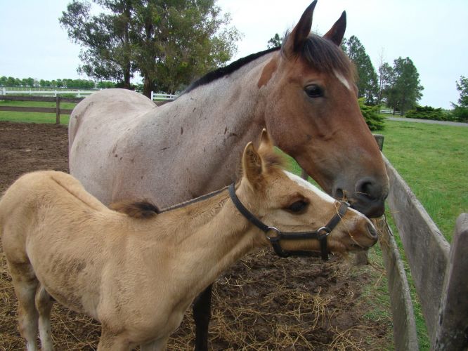 Cavalo clonado na Argentina