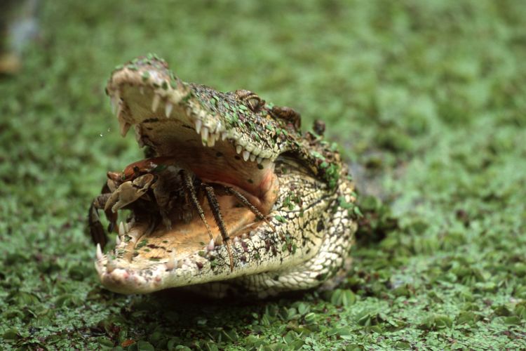 Crocodilo cubano