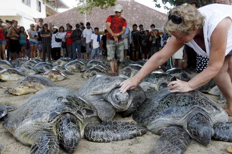 Tartarugas presas na Indonésia