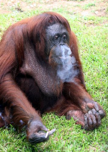 Orangotango fumante
