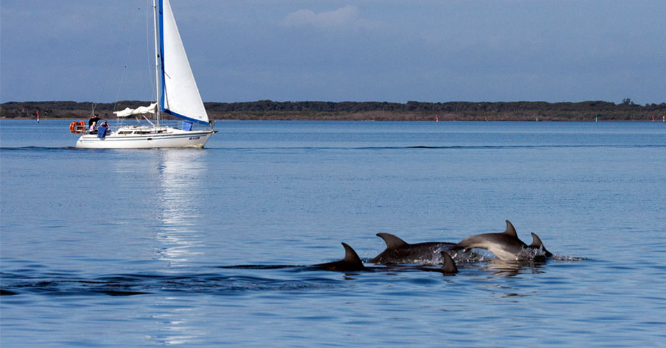 Golfinhos Burrunan Australia
