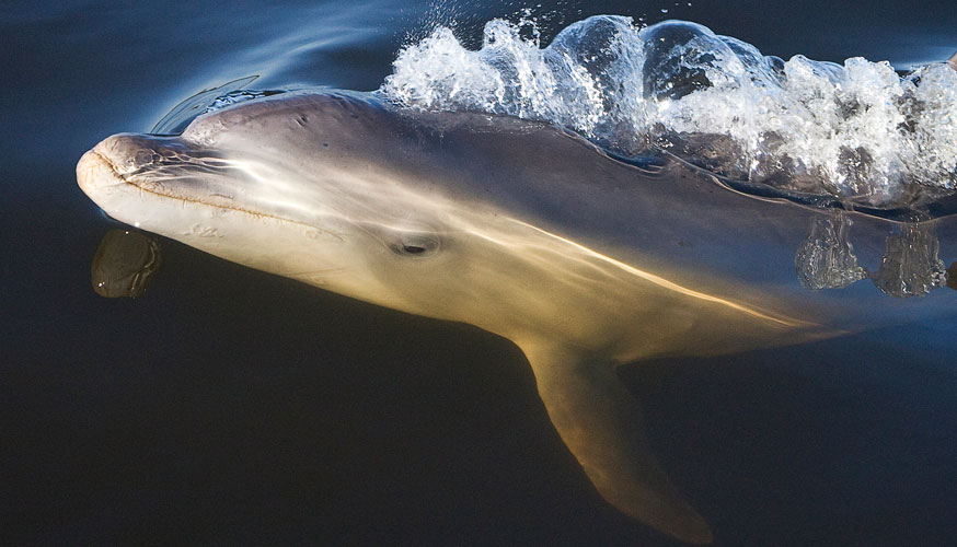 Golfinhos Burrunan Australia
