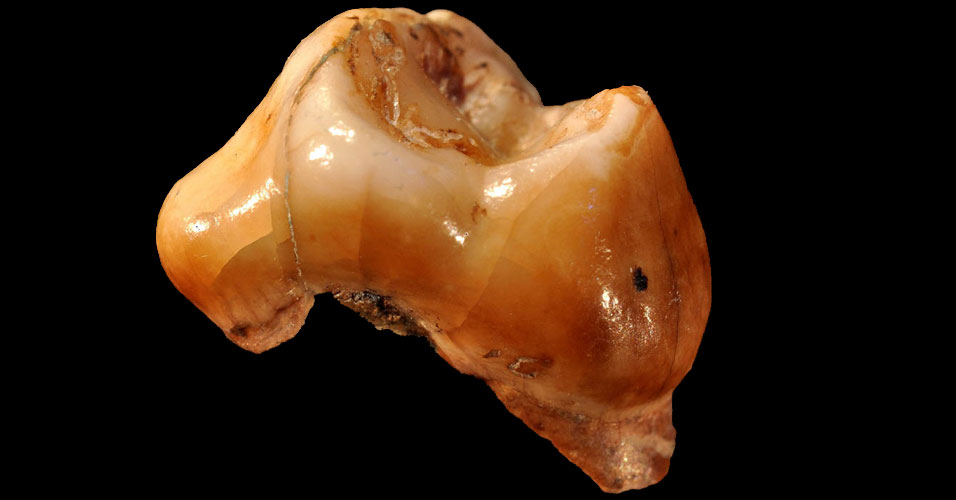 Dentes são fósseis mais antigos de Homo sapiens