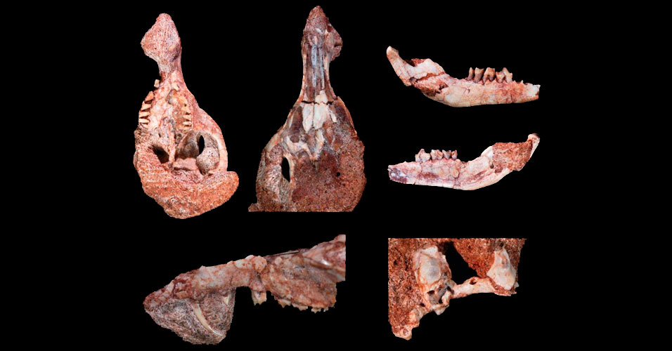 Crânio do mamífero mais antigo