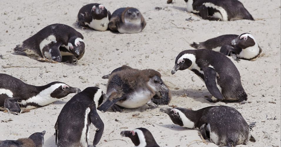 Fuga de pinguins da África do Sul