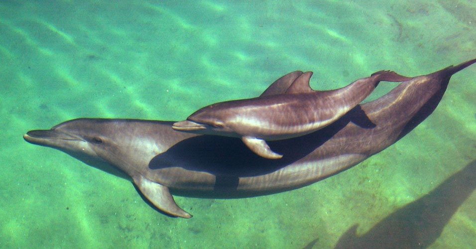 Assobios de golfinhos