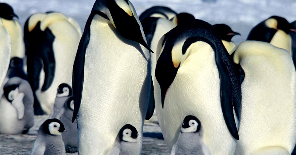 Pinguim imperador