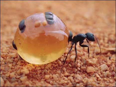 formigas pote-de-mel