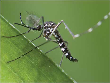 Mosquito 'Aedes albopictus'