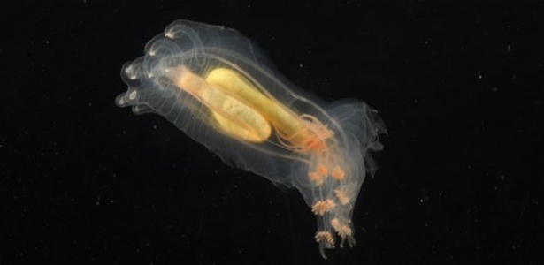 Pepino do mar encontrado no fundo do Oceano Atlântico; veja outras fotos - David Shale