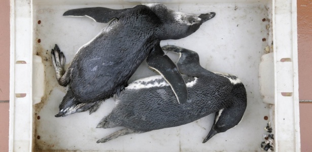 Pinguins sujos de óleo recolhidos por ONG  perto de Montevidéu - Reuters/Andres Stapff 