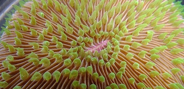 Um dos corais submetidos a congelamento no Instituto de Biologia Marinha do Havaí - AFP/Smithsonian National Park