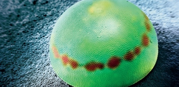 Protegida em uma planta, o ovo da borboleta Flambeau escapa das formigas  - ©Martin Oeggerli/National Geographic 