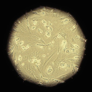 Imagem de célula tronco embrionária no microscópio -  AFP PHOTO/Mauricio LIMA