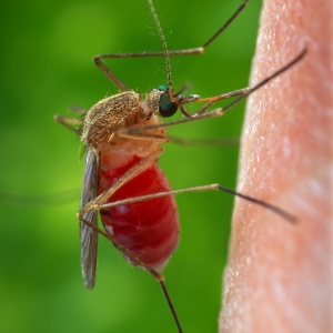 O mosquito culex contrai o vírus ao entrar em contato com aves já infectadas e transmite a doença - AFP/Jim Gathany