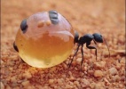 Qual é a função da formiga rainha? - NHPA/Extreme Insects/HarperCollins