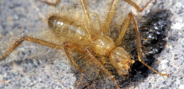 A mosca "Mormotomyia hirsuta" tem aparência mais semelhante a uma aranha - AFP/Robert Copeland