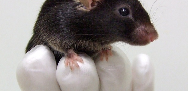 Rato é modificado geneticamente para piar como pássaros - AFP/Osaka University