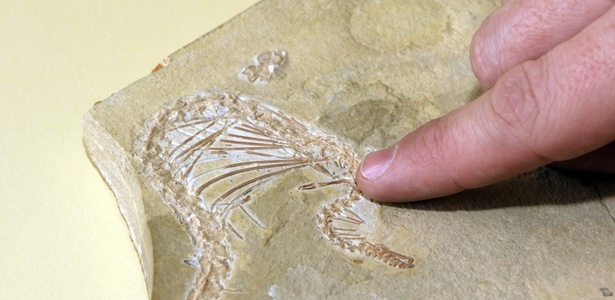 Fóssil de 95 milhões de anos encontrado no Líbano; veja no álbum - AFP