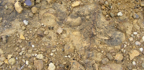 Vestígios de um camarão fossilizado do período Cretáceo; veja no álbum - AFP
