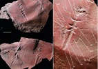 Descoberto fóssil do inseto voador mais antigo - Divulgação