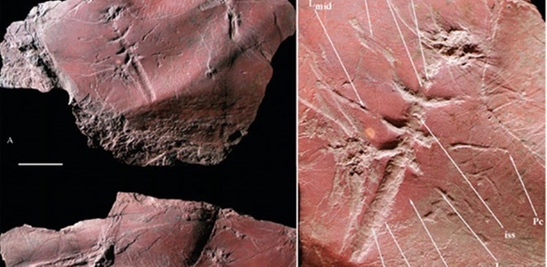 Pesquisadores descobriram fóssil de inseto voador preservado há cerca de 300 milhões de anos - Divulgação