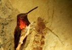 Descoberta de fóssil desvenda travessia de formigas gigantes pré-históricas - Bruce Archibald/BBC