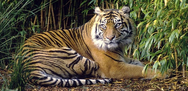 Existem menos de 400 tigre de Sumatra vivendo em áreas que foram recentemente declaradas protegidas na Indonésia; veja o vídeo - WWF Canon - Fredy Mercay