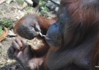 Organização denuncia por maus-tratos zoológico com orangotango fumante - Tanc