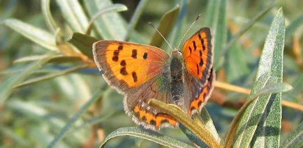 Fêmea da espécie Lycaena phlaeas - BBC