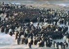 Cientistas descobrem como pinguins mantêm calor em grandes grupos - Reprodução BBC