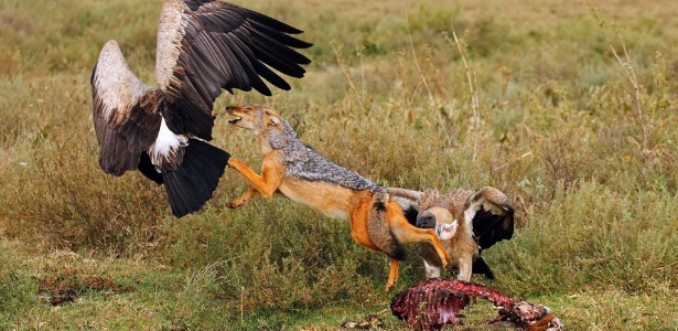 Animal protegeu seu alimento contra ataque de abutres - Caters