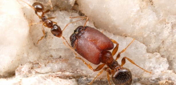 Os pesquisadores descobriram é que é possível "convencer" as larvas de formigas a, quando crescerem, se converterem em parte de uma rara casta de supersoldados - Alex Wild via BBC