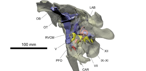O estudo do crânio permitiu descobrir que a espécie possuía um ouvido interno considerável - PLoS ONE