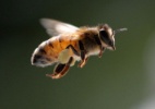 O que acontece no voo nupcial das abelhas? - Zachary Huang/EFE