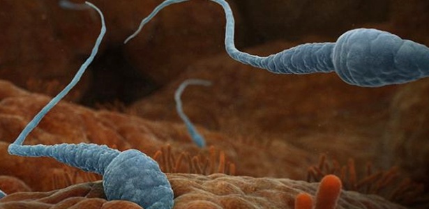 Espermatozoides correm em direção ao óvulo - BBC Worldwide/Discovery