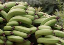 Segundo o estudo, a banana verde pode reduzir resistncia da glicose  insulina