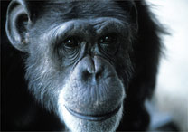 Washoe chegou a aprender 250 termos e ensinou a linguagem dos sinais a outros chimpanzs